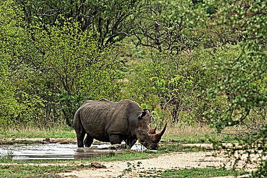 白色,犀牛,克鲁格国家公园,南非