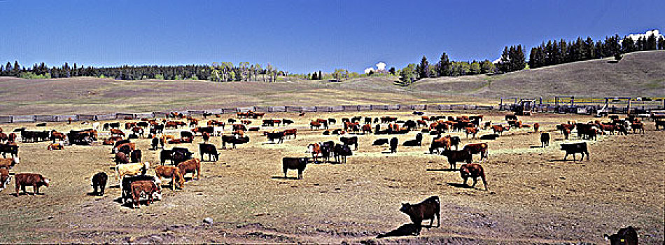 牛,拿着,土地,不列颠哥伦比亚省,加拿大