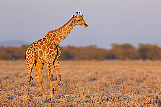 长颈鹿,道路,水坑,纳米比亚