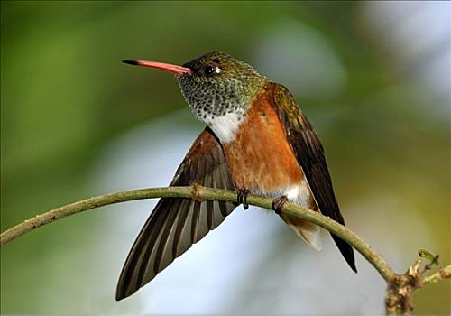 蜂鸟,栖息,枝条,热带雨林,南美