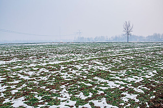 雪后的麦田