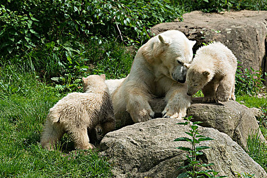 北极熊,女性,玩,幼兽,6个月,慕尼黑,上巴伐利亚,巴伐利亚,德国,欧洲