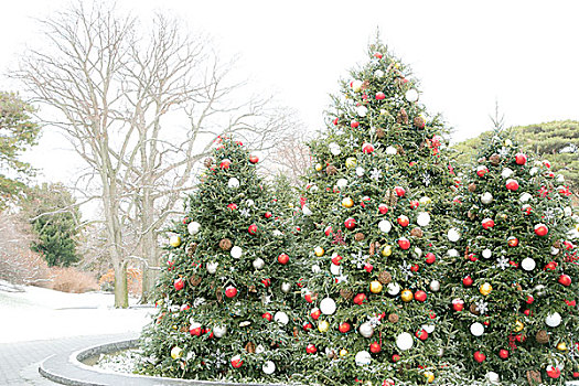 纽约,美国,圣诞树,植物园