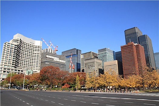 秋叶,道路,东京,日本