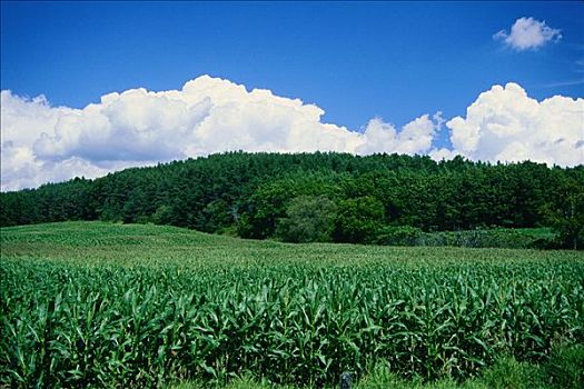 玉米田,南方,安大略省,加拿大