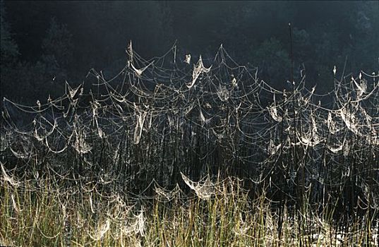 蜘蛛网,德国