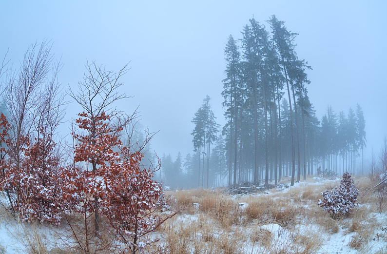 冬天早晨的雾的图片图片