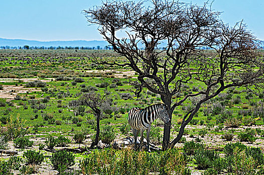 斑马,埃托沙国家公园,纳米比亚,非洲