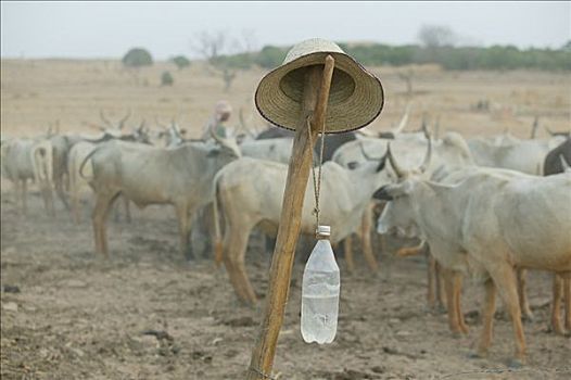 水瓶,草帽,正面,牧群,喀麦隆,非洲