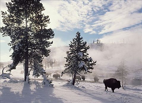 美洲野牛,野牛,冬天,黄石国家公园,怀俄明