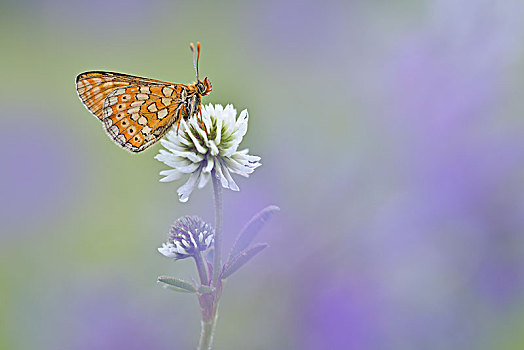 湿地,豹纹蝶,白色背景,三叶草,四叶草,图林根州,德国,欧洲