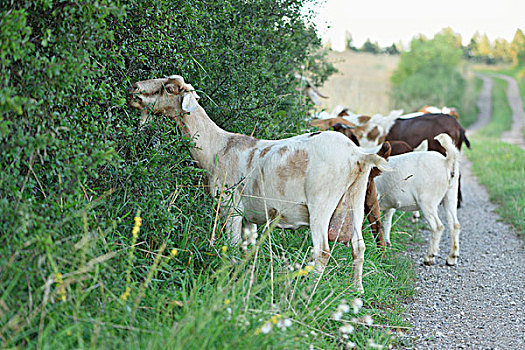 山羊,户外,普拉蒂纳特,巴伐利亚,德国
