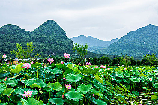 荷田风光