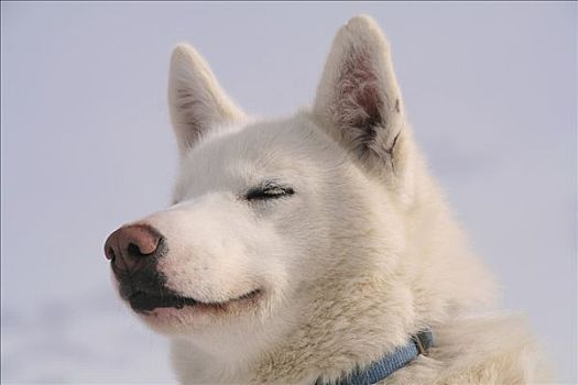 肖像,困,白色,哈士奇犬,雪橇狗,育空地区,加拿大,北美