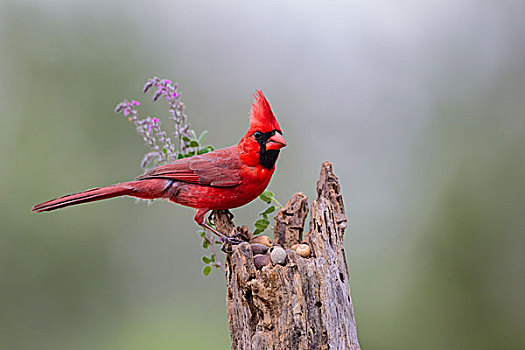 主红雀,雄性,栖息,原木上