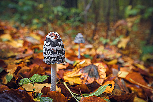 蘑菇,秋天风景,树林,彩色,秋叶,地上,背景