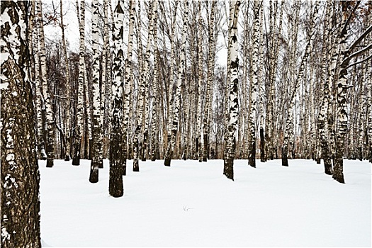 边缘,雪,桦树,小树林