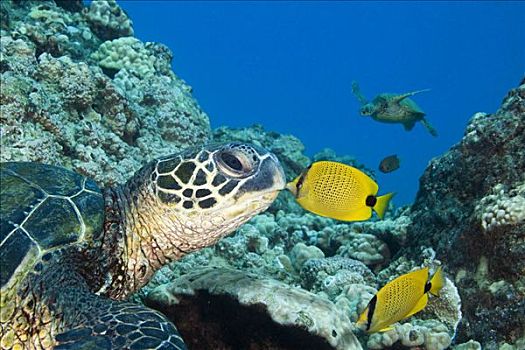 夏威夷,绿海龟,龟类,濒危物种,蝴蝶鱼