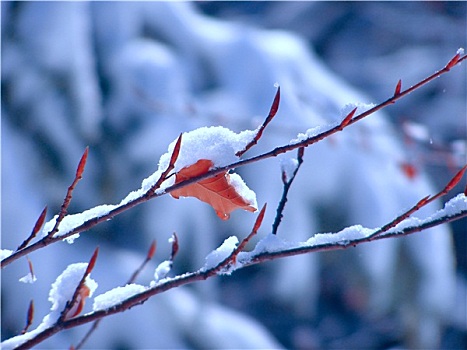 树枝,遮盖,雪