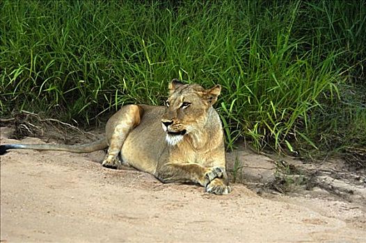 雌狮,狮子,坐,树林,禁猎区,克鲁格国家公园,林波波河,南非