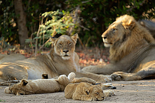狮子,家族,女性,雄性,休息,幼仔,赞比西河下游国家公园,赞比亚,非洲
