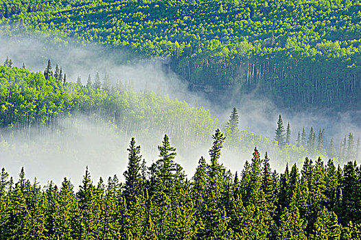 白色,薄雾,上升,飘动,河流,空气,初夏,早晨,艾伯塔省,加拿大