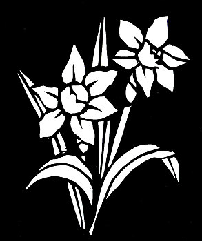 黑白,水仙花