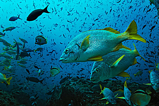 鲷鱼,岛屿,哥斯达黎加,中美洲