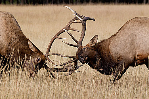 麋鹿,鹿属,鹿,雄性动物,打斗,碧玉国家公园,艾伯塔省,加拿大