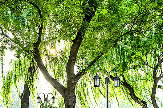 树,路灯柱,北京,中国