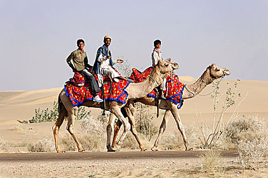骆驼,骑手,旅行,塔尔沙漠,靠近,斋沙默尔,拉贾斯坦邦,印度,亚洲