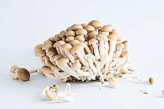 蟹味菇,食用菌,白色背景