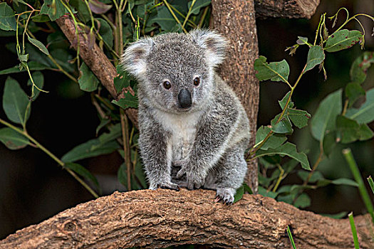 昆士兰,树袋熊,幼小,布里斯班,澳大利亚