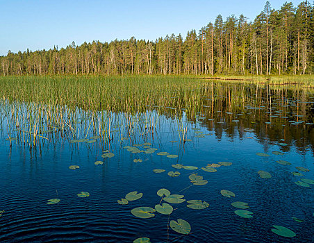 湿地,湖,树林,北极,北方生物带,针叶树,草,荷花,叶子,芬兰,欧洲
