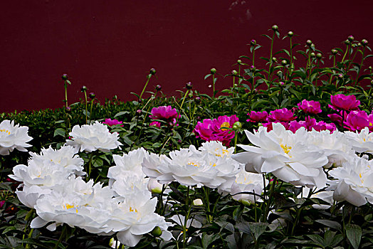 美丽芍药,芍药花