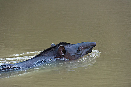 貘,游泳,河,国家公园,亚马逊河,厄瓜多尔