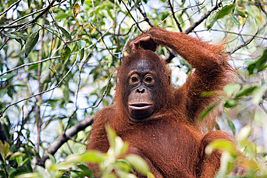 猩猩,黑猩猩,幼小,挠,头部,檀中埠廷国立公园,婆罗洲,马来西亚,印度尼西亚