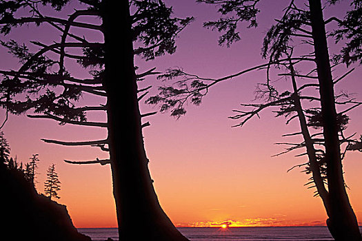 剪影,树,日落,短小,沙滩,西部,州立公园,俄勒冈,美国