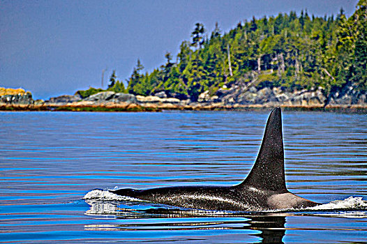 逆戟鲸,北方,温哥华岛,不列颠哥伦比亚省,海岸线,加拿大