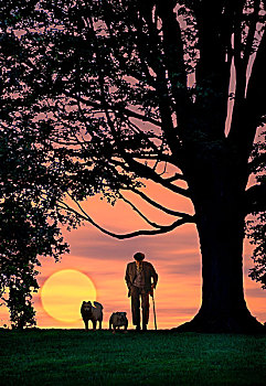老人,走,手杖,两只,狗,旁侧,大,古树,太阳,后面
