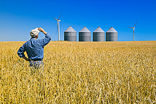 一个,男人,上方,成熟,土地,谷物,筒仓,风轮机,曼尼托巴,加拿大