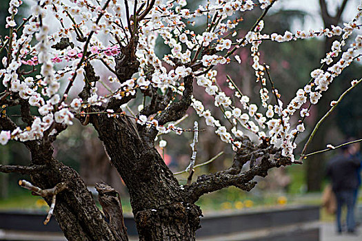 梅花,花朵,梅园,春天,报春