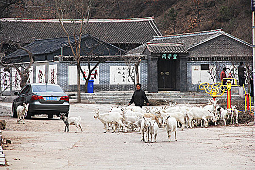 山羊,羊群,致富,农村,饲养,养殖,家畜,动物