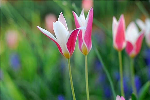 粉色,白色,郁金香,花