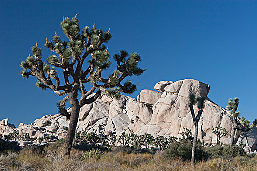 丝兰,树,岩石构造,远景,蓝天,棕榈泉,加利福尼亚,美国