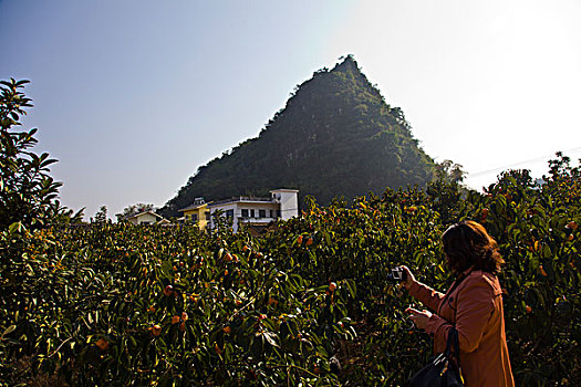 柿林,柿子树,柿子,红岩村,广西,桂林,恭城