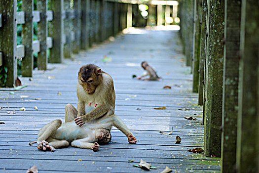 malaysia,borneo,sepilok,southern,pig-tailed,macaque,macaca,nemestrina,adult,female,with,baby,in,primary,rainforest,lousing