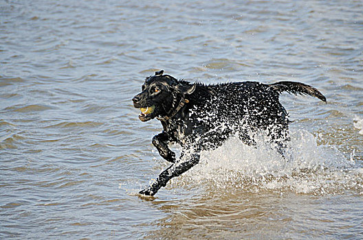 黑色拉布拉多犬,玩,球,海洋,诺福克,英格兰,英国,欧洲