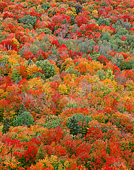 美国,明尼苏达,国家森林,秋天,彩色,北方,硬木,树林,枫树,山毛榉,桦树,大幅,尺寸