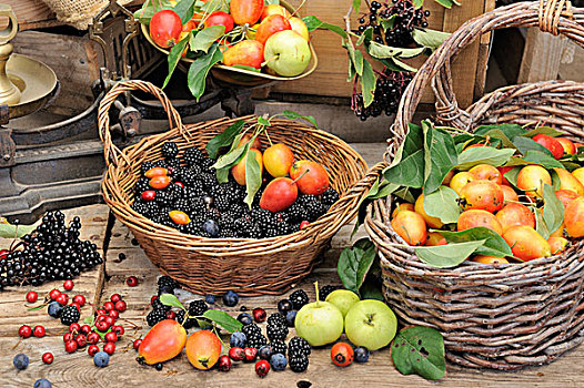 选择,可食,灌木篱墙,水果,篮子,接骨木,浆果,黑刺李,黑莓,野玫瑰果,山楂,诺福克,英格兰,英国,欧洲